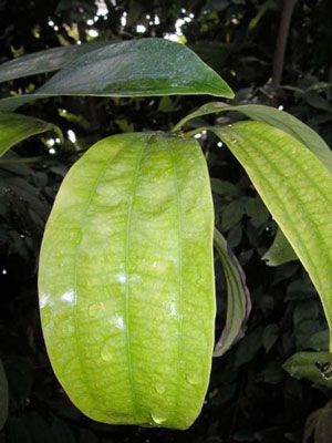 Zimtblätteröl bio Cinnamomum zeylanicum