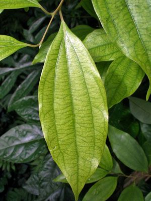 Zimtblätteröl bio Cinnamomum zeylanicum