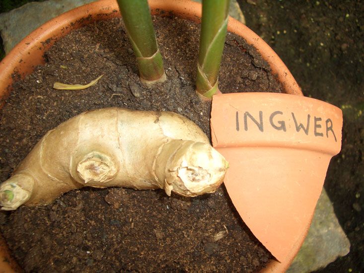 Ingwer CO2 Extrakt Zingiber officinale