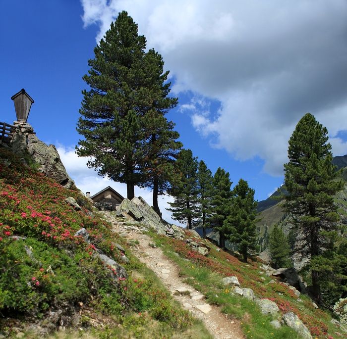 Zirbelkiefernöl Pinus cembra