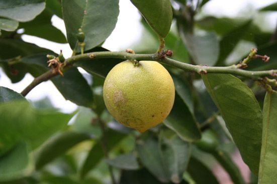 Zitronenöl Citrus limon