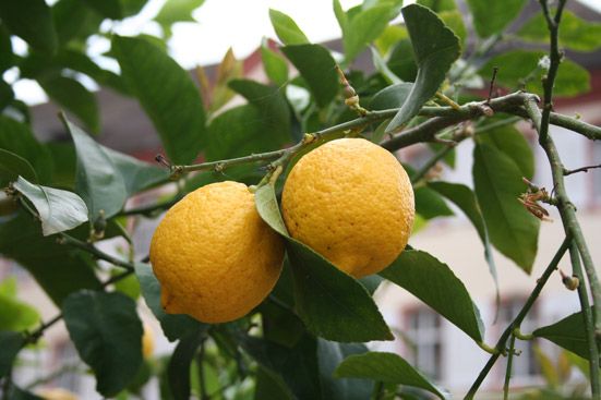 Zitronenöl Citrus limon