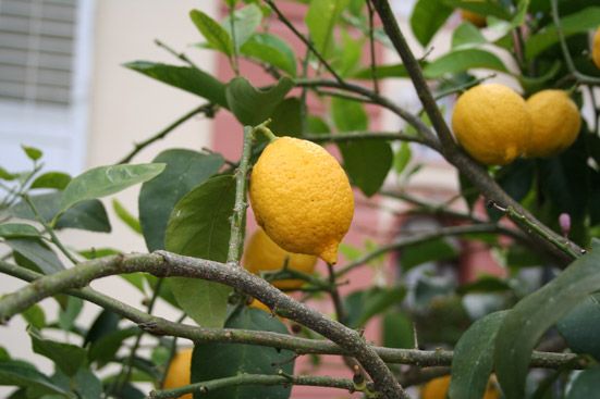 Zitronenöl Citrus limon