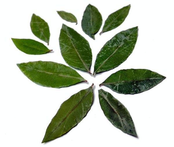 Zitronenmyrtenöl Backhousia citriodora