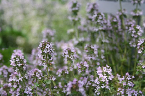 Thymianöl bio (Ct. Linalool) Thymus vulgaris